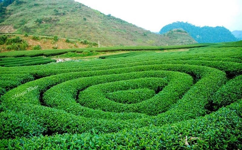 doi-che-moc-chau.jpg