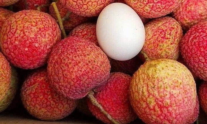 Nhà vườn Hải Phòng phấn khởi khi vải sớm năm nay vừa được mùa vừa được giá.