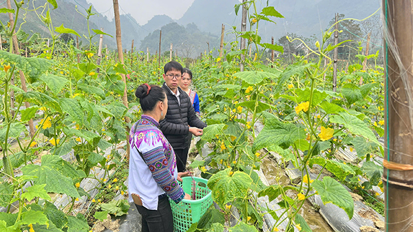 Những giàn dưa leo xanh tốt mở ra hướng phát triển kinh tế mới cho nông dân vùng cao Lào Cai.
