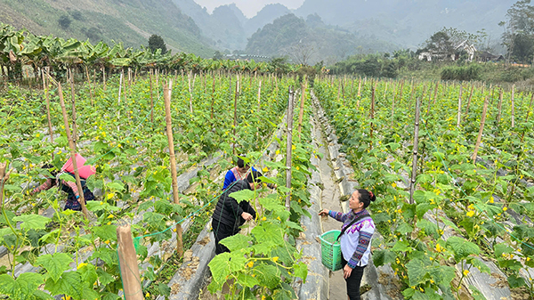 Mô hình trồng dưa leo vụ đông giúp nâng cao giá trị canh tác trên đất lúa tại Phong Hải.