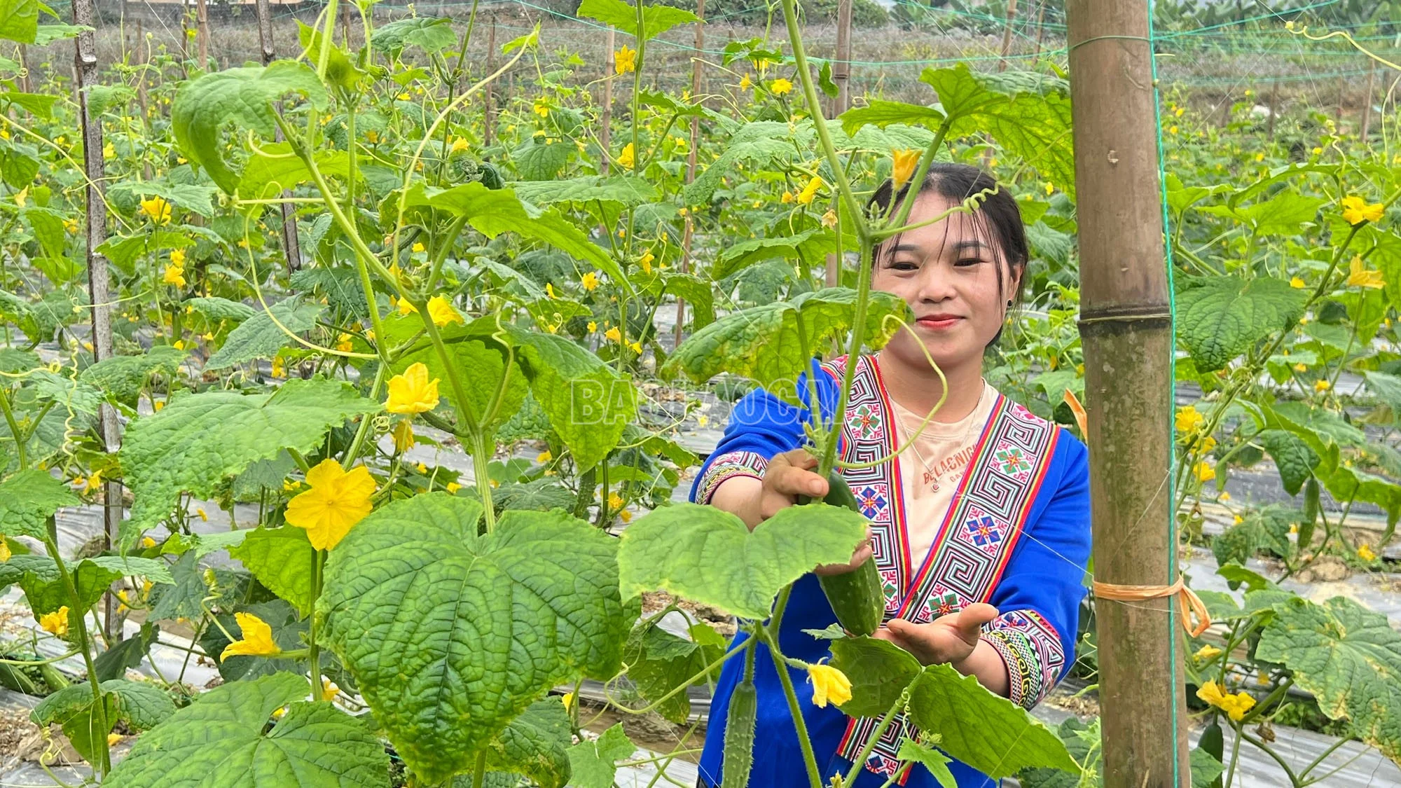 Người dân xã Phong Hải thu hoạch dưa leo vụ đông trên những cánh đồng ven núi.