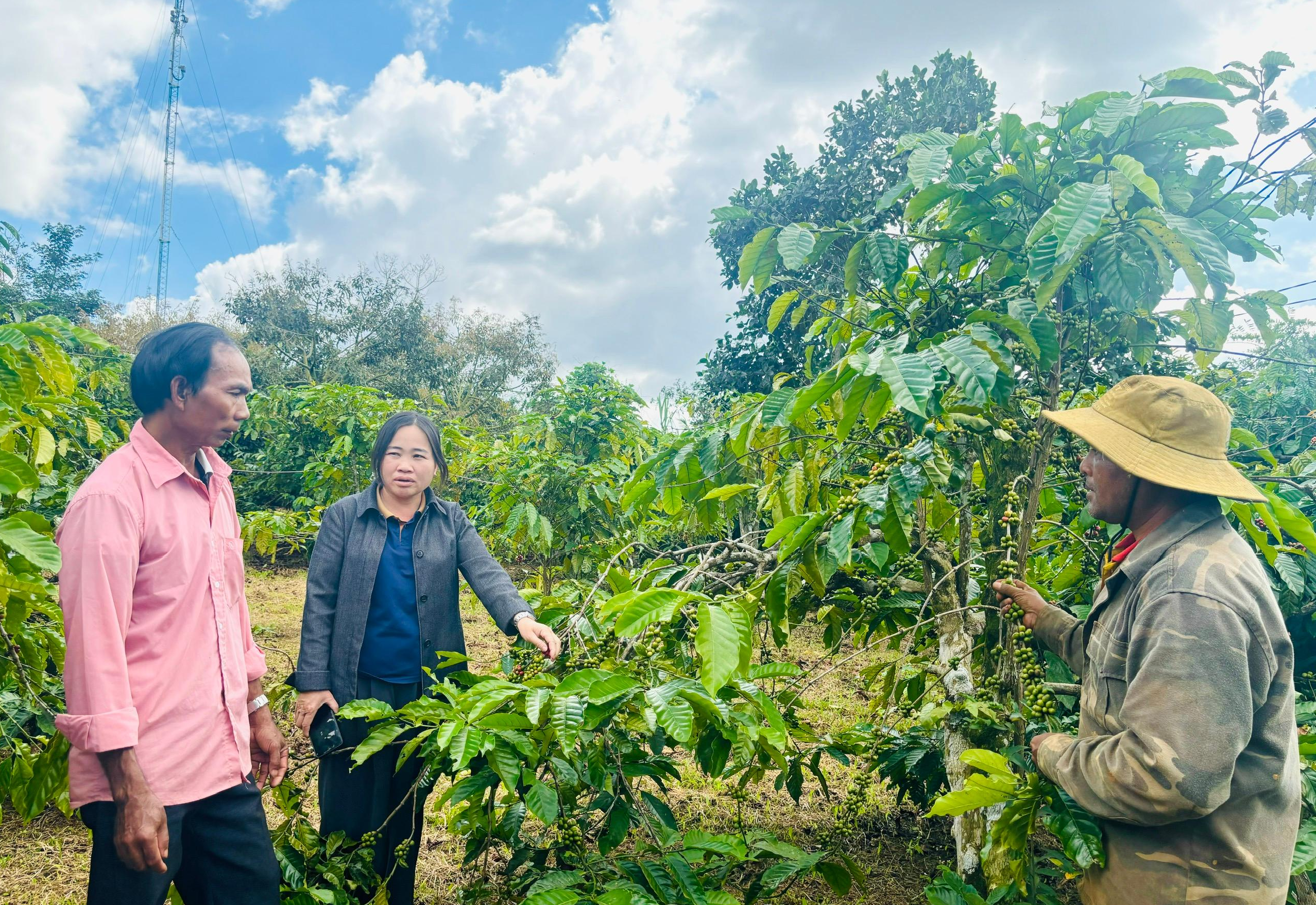 Gia đình ông Y Nôp Niê tại buôn Trăp, xã Tam Giang phát triển mô hình kinh tế tổng hợp với cà phê và sầu riêng theo hướng bền vững. Từ nguồn vốn hỗ trợ của Chương trình 1719, gia đình đã vươn lên thoát nghèo và có thu nhập ổn định.