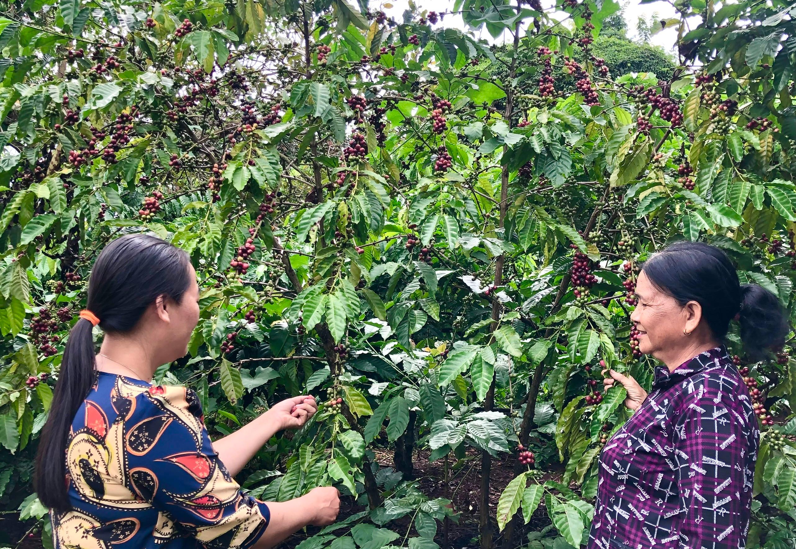 Người dân xã Ea Na tham gia dự án liên kết sản xuất và tiêu thụ cà phê theo tiêu chuẩn VietGAP. Mô hình giúp nâng cao năng suất, chất lượng sản phẩm và tăng thu nhập cho đồng bào dân tộc thiểu số.