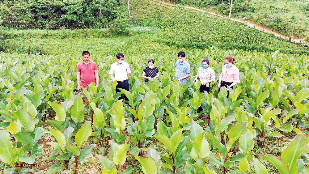Cây dong riềng được trồng tại nhiều địa phương của Bắc Kạn, tạo nguồn nguyên liệu chất lượng cao cho ngành sản xuất miến dong truyền thống.