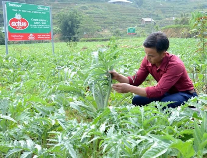 Điều kiện khí hậu ôn đới quanh năm cùng thổ nhưỡng màu mỡ giúp Sa Pa trở thành vùng trồng atiso nổi tiếng hàng đầu Việt Nam.