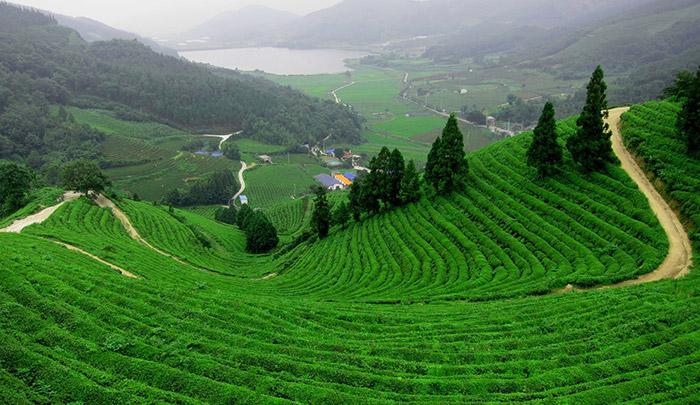 Vùng chè Tân Cương nổi tiếng với điều kiện thổ nhưỡng và khí hậu đặc biệt, tạo nên hương vị riêng biệt cho các sản phẩm trà cao cấp của Thái Nguyên.