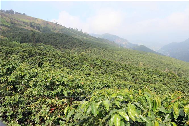 Những đồi cà phê xanh mướt tại Sơn La – vùng trồng cà phê Arabica lớn nhất Việt Nam, nơi tạo nên sản phẩm OCOP 5 sao Cà phê bột nguyên chất Bích Thao.