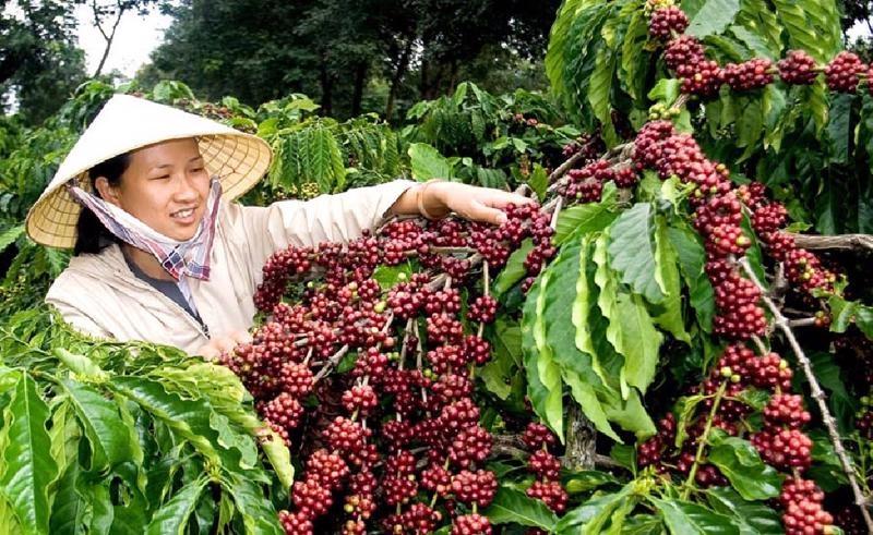 Hợp tác xã Cà phê Bích Thao Sơn La là đơn vị tiên phong trong việc xây dựng chuỗi giá trị khép kín từ vùng nguyên liệu đến chế biến và tiêu thụ sản phẩm.