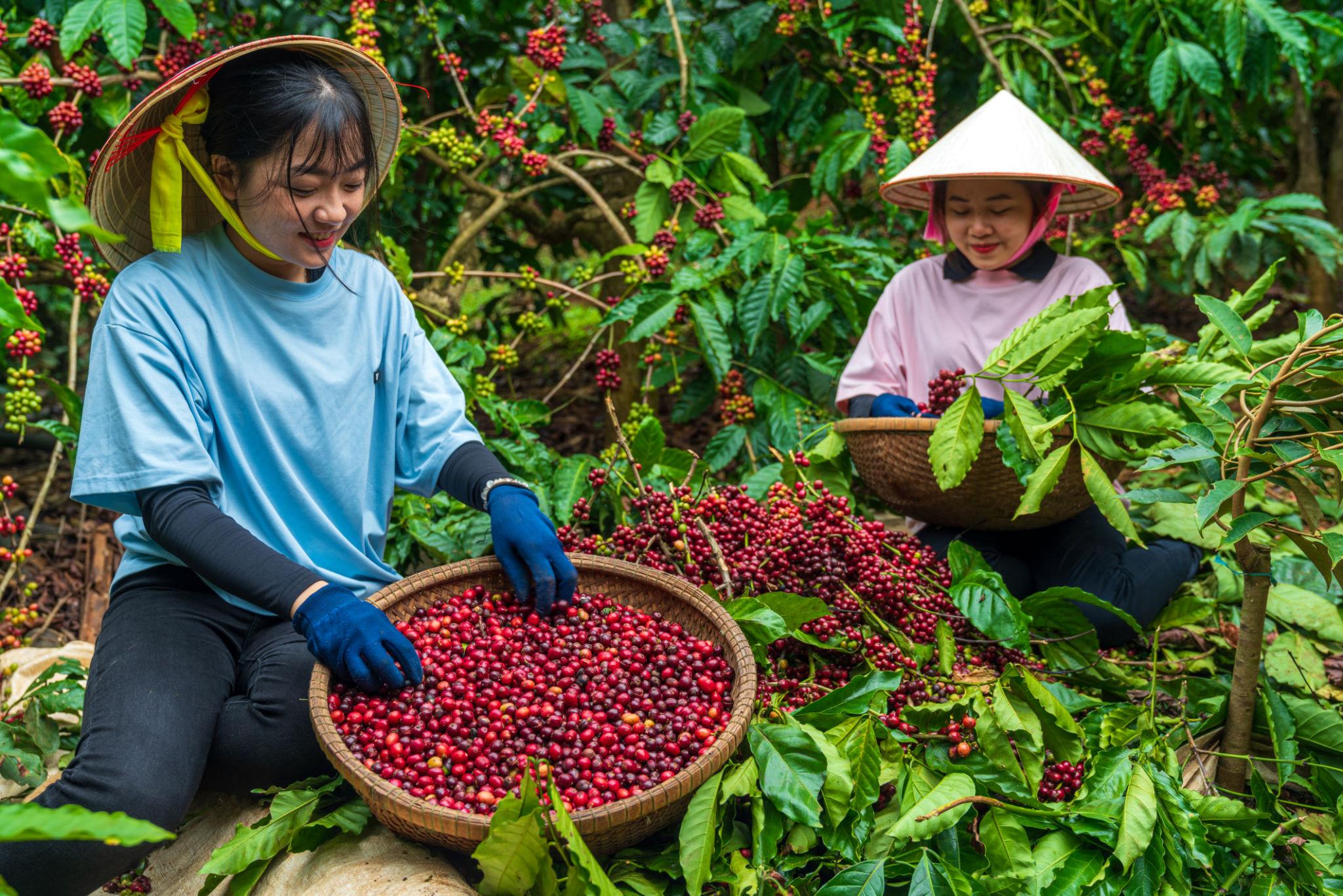 Cà phê bột nguyên chất Bích Thao được sản xuất từ hạt Arabica tuyển chọn, mang hương thơm thanh thoát và hậu vị đặc trưng của vùng núi Tây Bắc.