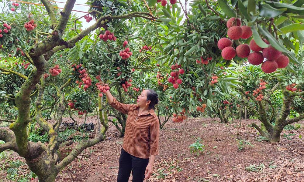 Điều kiện khí hậu và thổ nhưỡng đặc trưng của Lục Ngạn đã tạo nên chất lượng vượt trội cho trái vải thiều Bắc Giang.