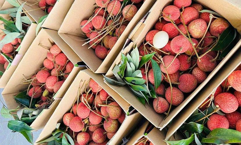 Công đoạn phân loại, đóng gói được thực hiện nghiêm ngặt nhằm bảo đảm chất lượng vải thiều khi xuất khẩu sang các thị trường quốc tế.