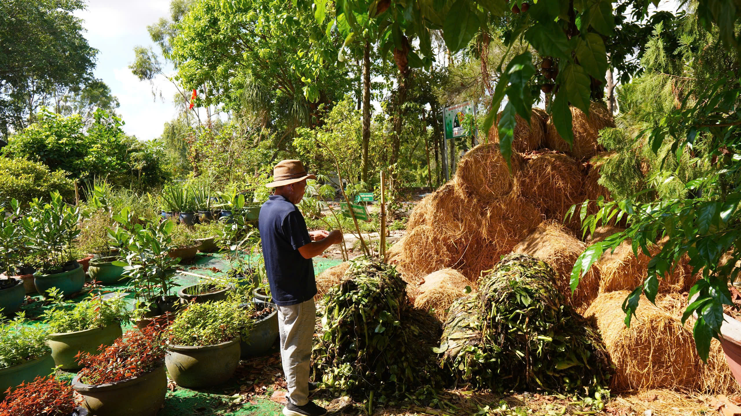 Sau khi được thu gom và đóng cuộn, sinh khối lục bình trở thành nguồn nguyên liệu hữu ích phục vụ sản xuất phân hữu cơ, giá thể trồng cây và các mô hình nông nghiệp tuần hoàn.