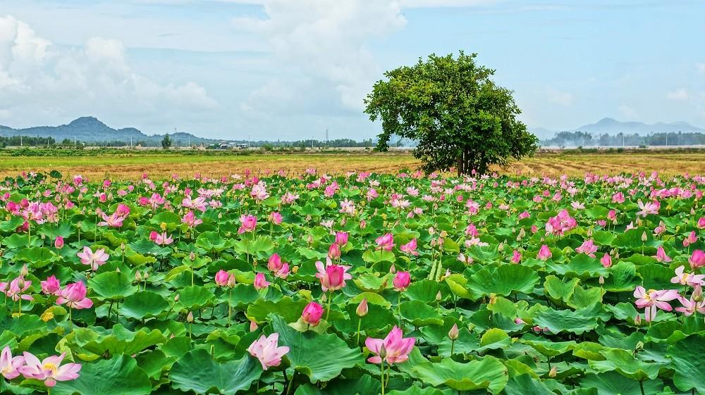Đồng Tháp được mệnh danh là “Đất Sen hồng”, nơi những cánh đồng sen bạt ngàn không chỉ tạo nên vẻ đẹp đặc trưng mà còn mang lại giá trị kinh tế lớn cho người dân địa phương.