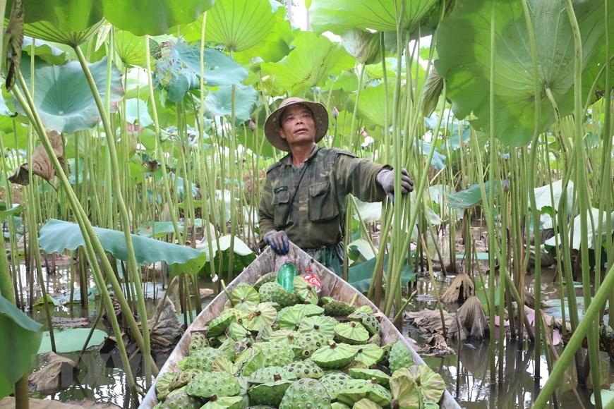 Người dân Đồng Tháp thu hoạch sen theo phương pháp truyền thống, góp phần tạo nên nguồn nguyên liệu chất lượng cho ngành chế biến.