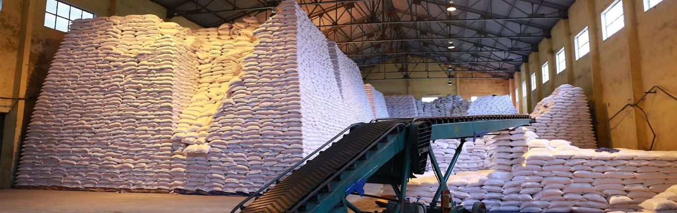 Mía đường Lam Sơn và câu chuyện phía sau những cánh đồng mía xứ Thanh