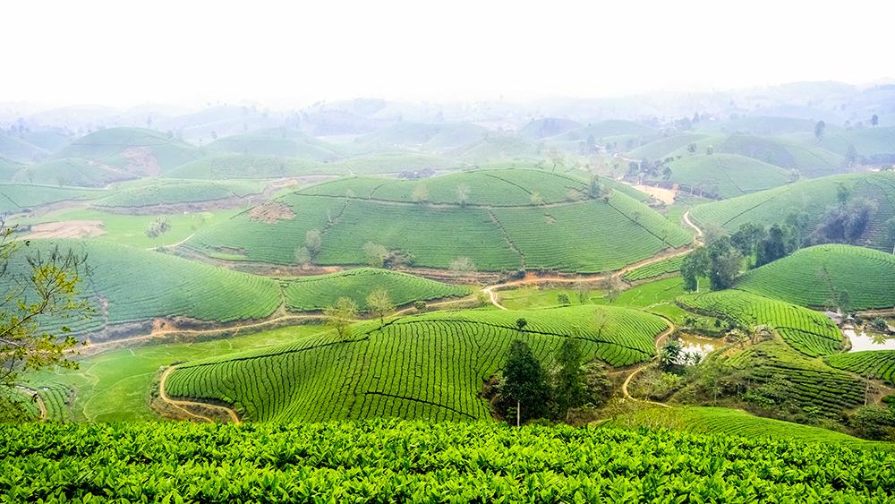 Phú Thọ mở rộng vùng chè an toàn: Xuất khẩu hơn 40 quốc gia