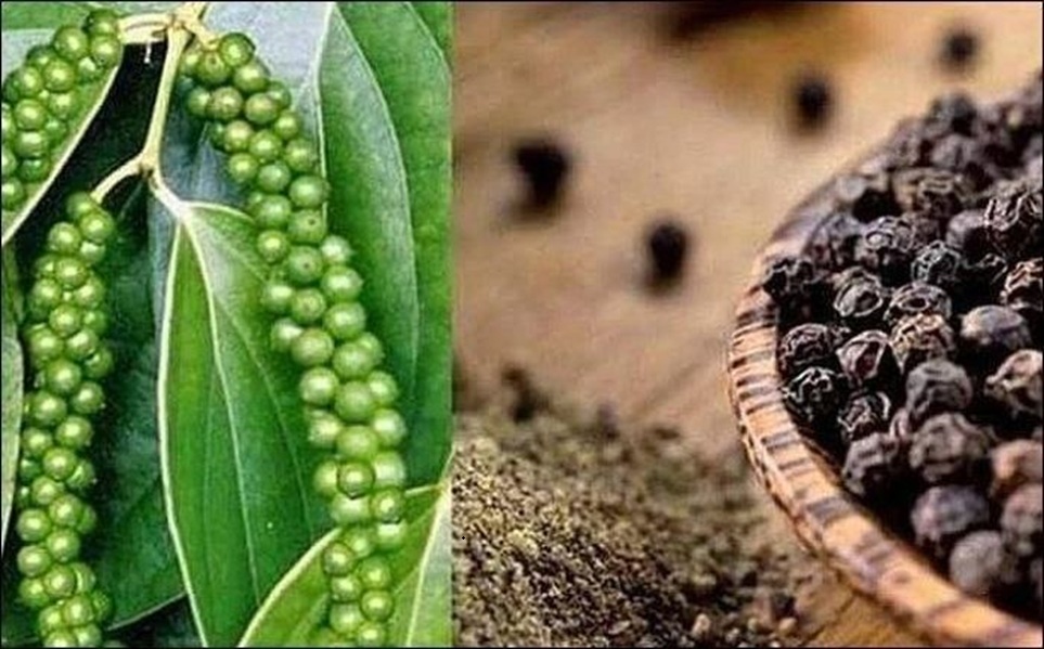 Công ty Cổ phần Hồ Tiêu Việt: Khi gia vị Việt chinh phục thị trường bằng chất lượng và sự minh bạch