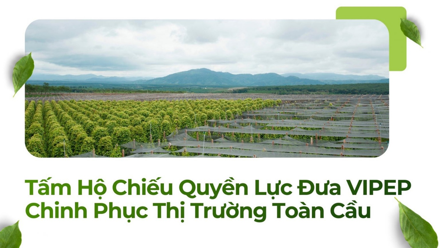Công ty Cổ phần Hồ Tiêu Việt: Khi gia vị Việt chinh phục thị trường bằng chất lượng và sự minh bạch