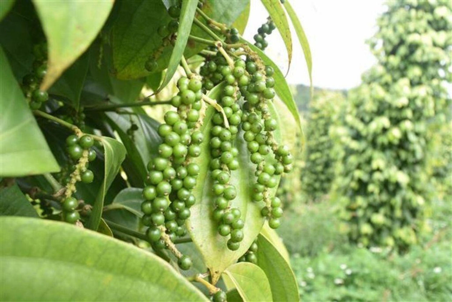 Nông sản Việt trước áp lực của các hàng rào kỹ thuật toàn cầu: Câu chuyện từ Phúc Sinh Group