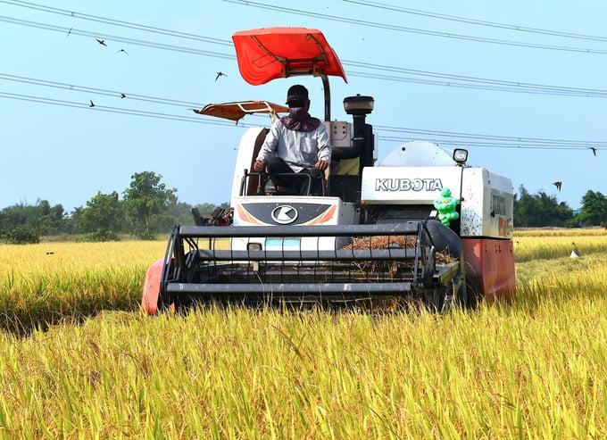 Máy gặt đập liên hợp hoạt động trên cánh đồng lúa, góp phần nâng cao hiệu quả cơ giới hóa nông nghiệp và giảm chi phí sản xuất.