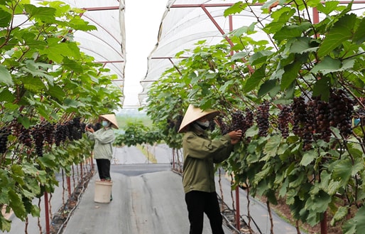 Vườn nho hạ đen tại Đan Phượng trở thành điểm đến trải nghiệm hấp dẫn, mang lại giá trị kinh tế cao từ sản xuất nông nghiệp kết hợp du lịch sinh thái. Ảnh: Khánh Long.