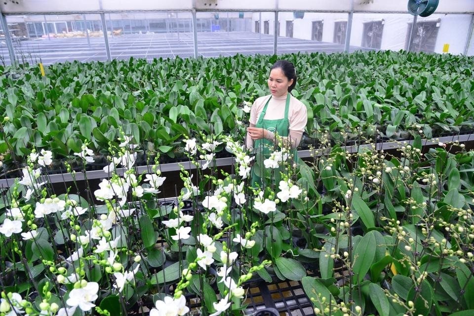 Mô hình sản xuất nông nghiệp công nghệ cao trong nhà kính giúp nâng cao năng suất và chất lượng nông sản tại Hà Nội.