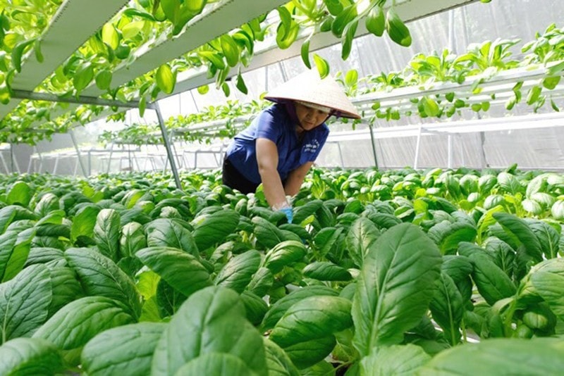 Sản xuất rau sạch VietGAP trong mô hình nông nghiệp công nghệ cao.