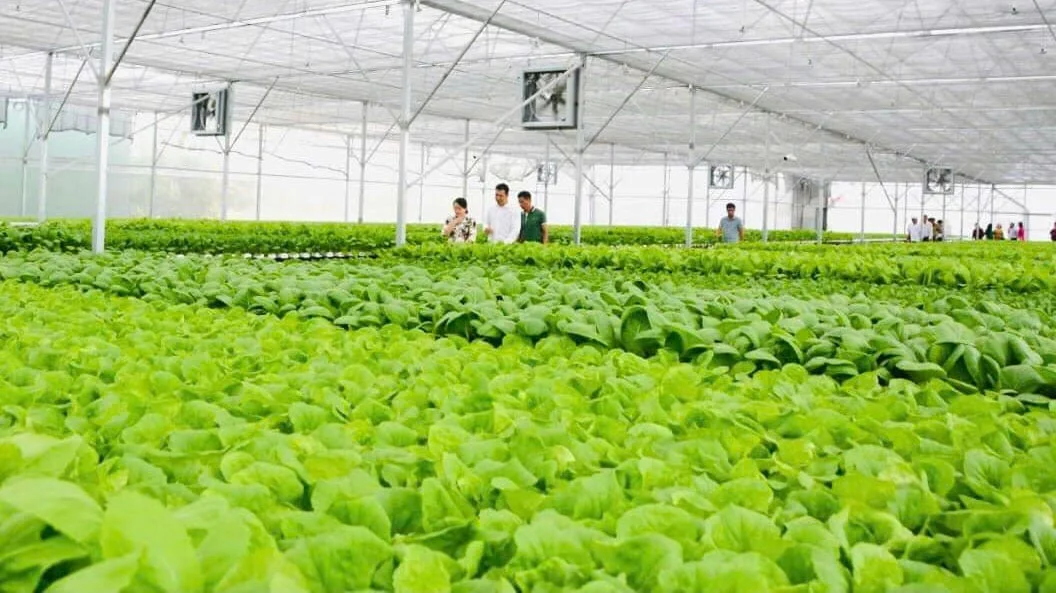 Hệ thống nhà màng sản xuất rau sạch tại Khu nông nghiệp ứng dụng công nghệ cao Măng Đen.