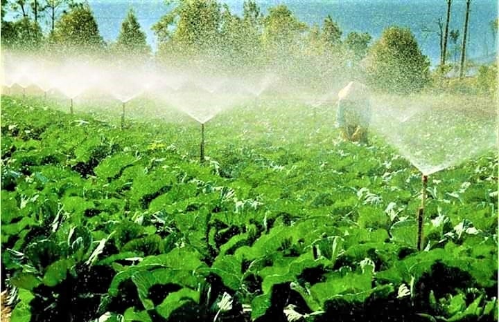 Công nghệ AI và cảm biến giúp nâng cao độ chính xác trong các hoạt động canh tác.