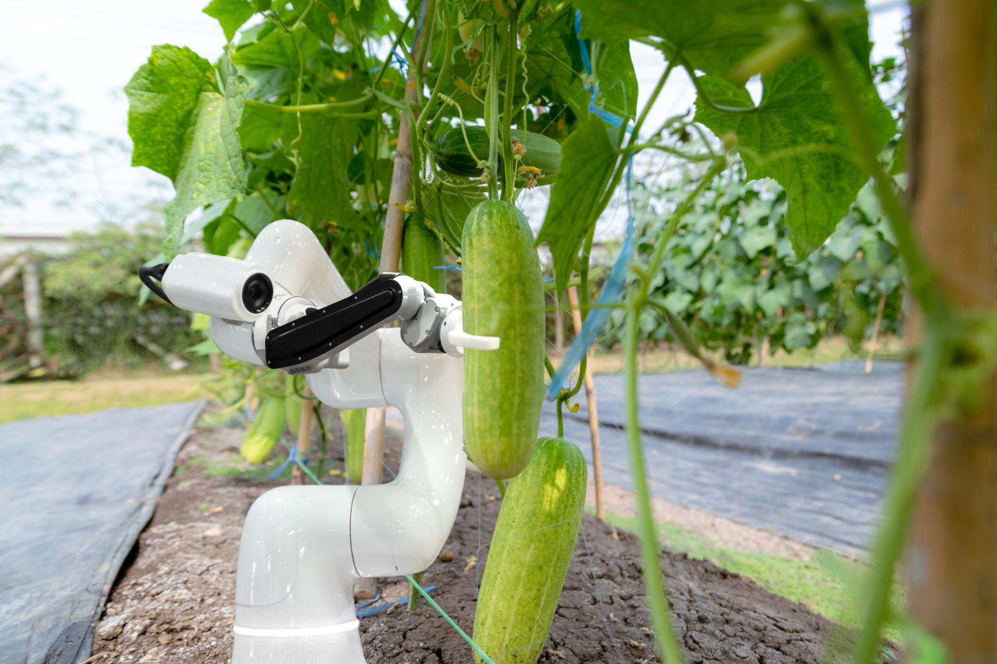 Robot hóa đang mở ra bước phát triển mới cho nền nông nghiệp hiện đại, giúp nâng cao năng suất, tiết kiệm chi phí và thúc đẩy chuyển đổi số trong sản xuất