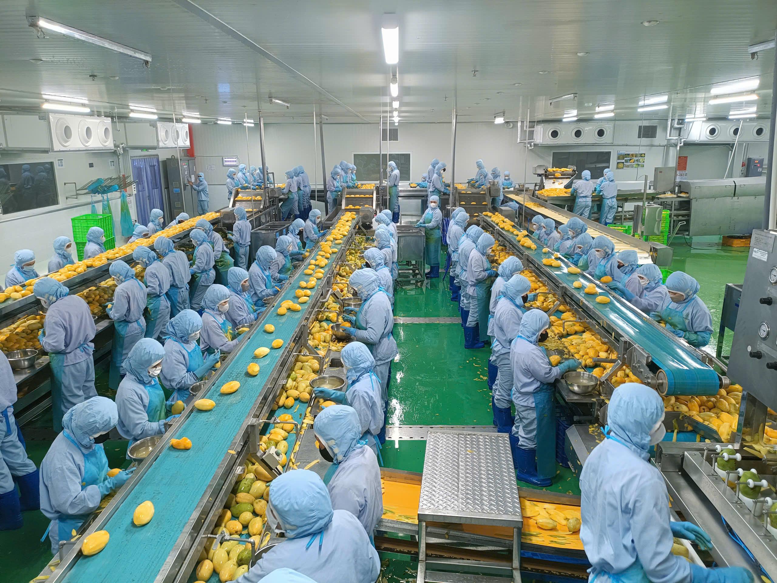 Chế biến sâu đang giúp nông sản Việt Nam nâng cao giá trị gia tăng và mở rộng thị trường xuất khẩu trong năm 2026.