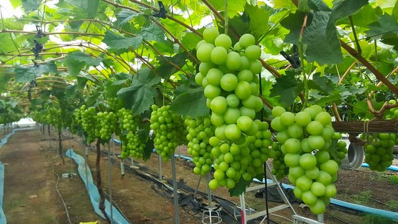Vườn nho sữa được trồng trong hệ thống nhà màng hiện đại tại xã Thuận An, mở ra hướng phát triển nông nghiệp công nghệ cao gắn với du lịch trải nghiệm.