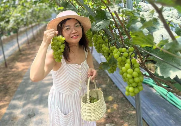 Du khách thích thú trải nghiệm tự tay hái nho và lưu lại những khoảnh khắc đáng nhớ giữa không gian xanh mát của vườn nho.