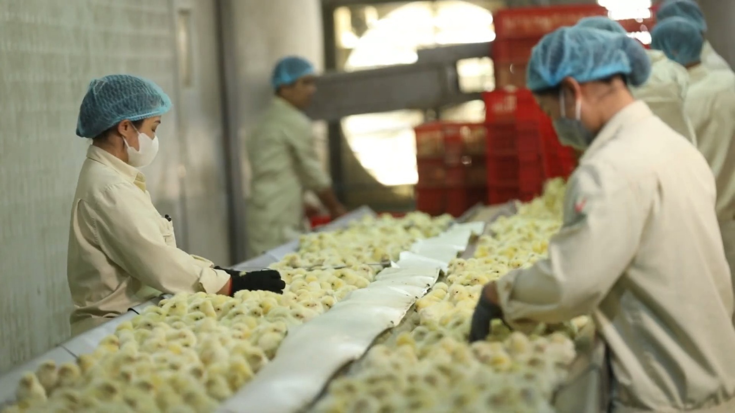 Trứng gà nhận đạo DABACO Cage-Free được chăn nuôi theo tiêu chuẩn của tổ thức HFAC.