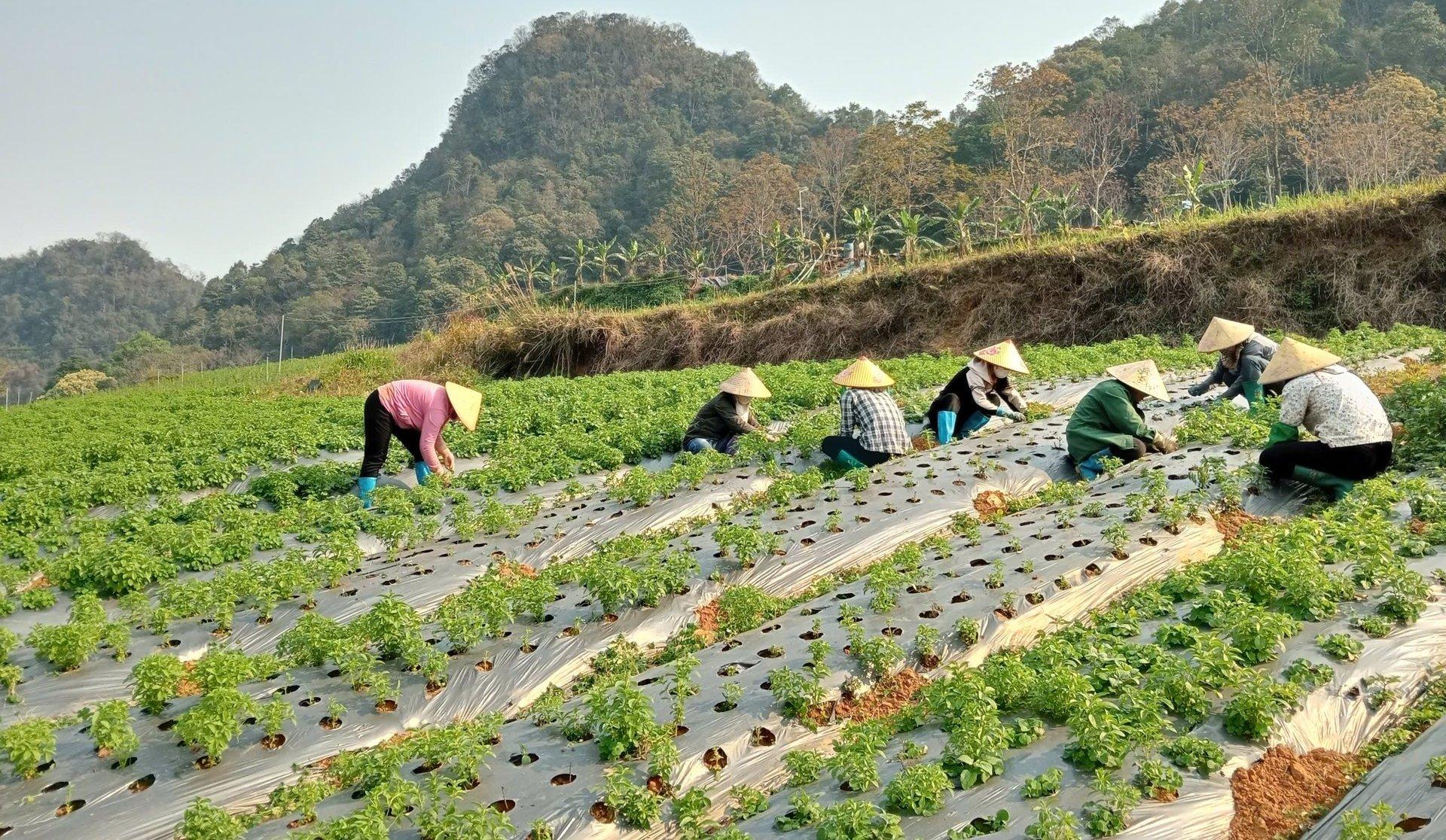 Nông nghiệp hữu cơ Việt Nam: Làn sóng tái cấu trúc nông nghiệp sinh thái và chuỗi giá trị xanh