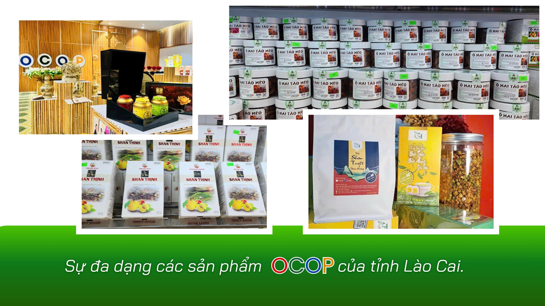 OCOP Lào Cai: Đánh thức tiềm năng đặc sản vùng cao, tạo động lực phát triển kinh tế nông thôn