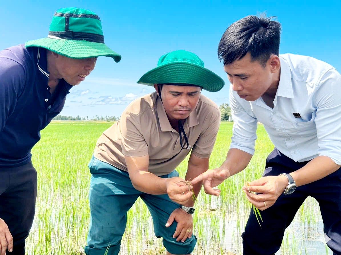 Công ty CPPB Bình Điền: Hồi sinh đất phèn, kiến tạo những cánh đồng lúa xanh khỏe