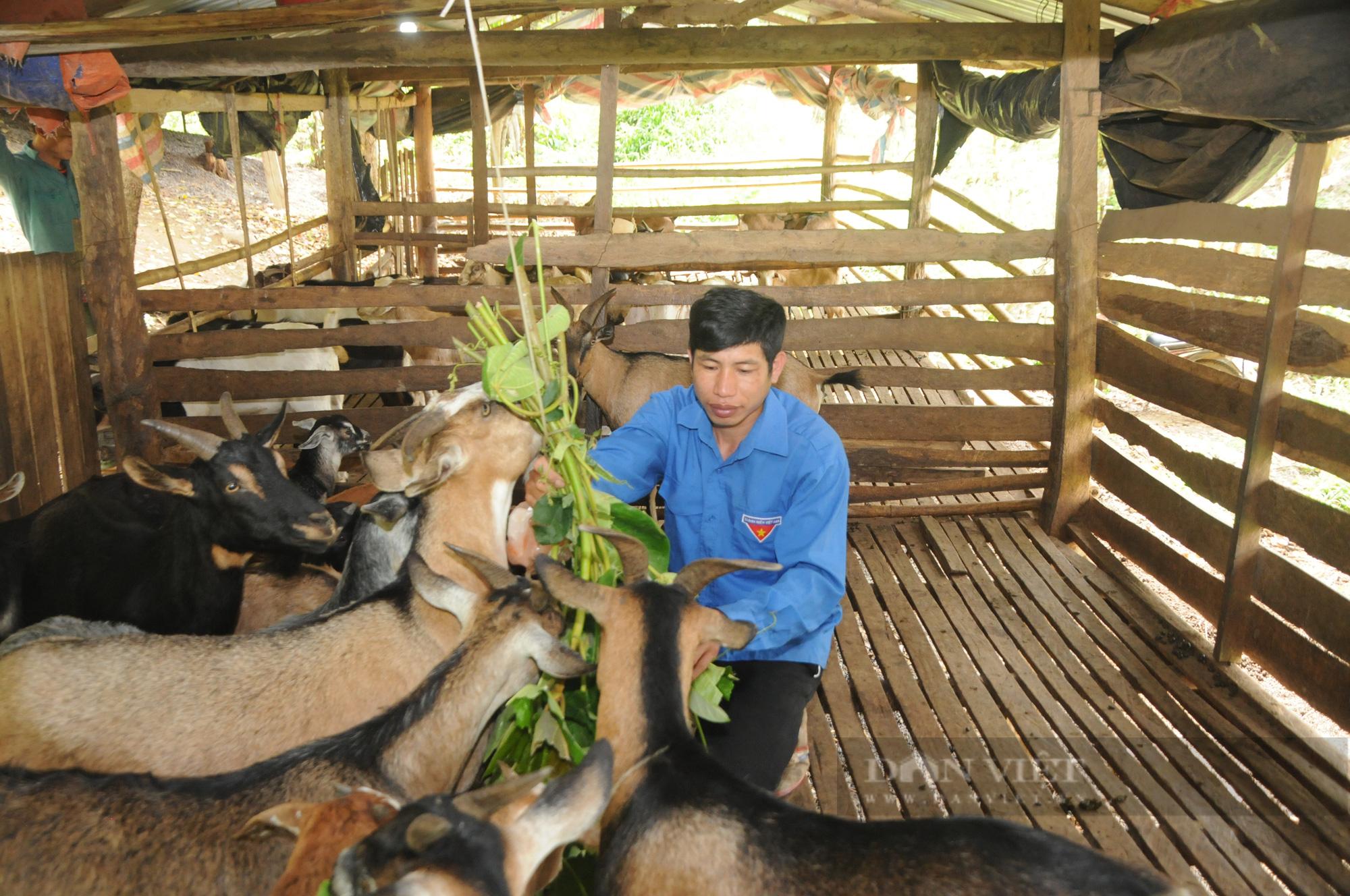 Chăn nuôi đại gia súc theo hướng hàng hóa đang trở thành sinh kế chủ lực, góp phần nâng cao thu nhập cho người dân xã Mường Khiêng (Sơn La).