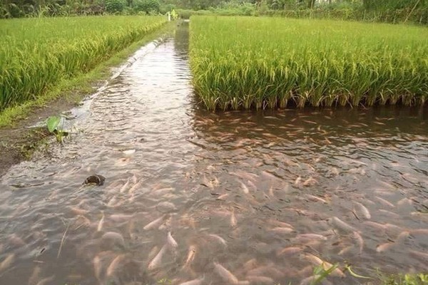 Mô hình "con cá đi sau cây lúa" tại xã Tân Mỹ (Quảng Trị) giúp tận dụng hiệu quả diện tích canh tác, gia tăng thu nhập và cải thiện môi trường sản xuất.
