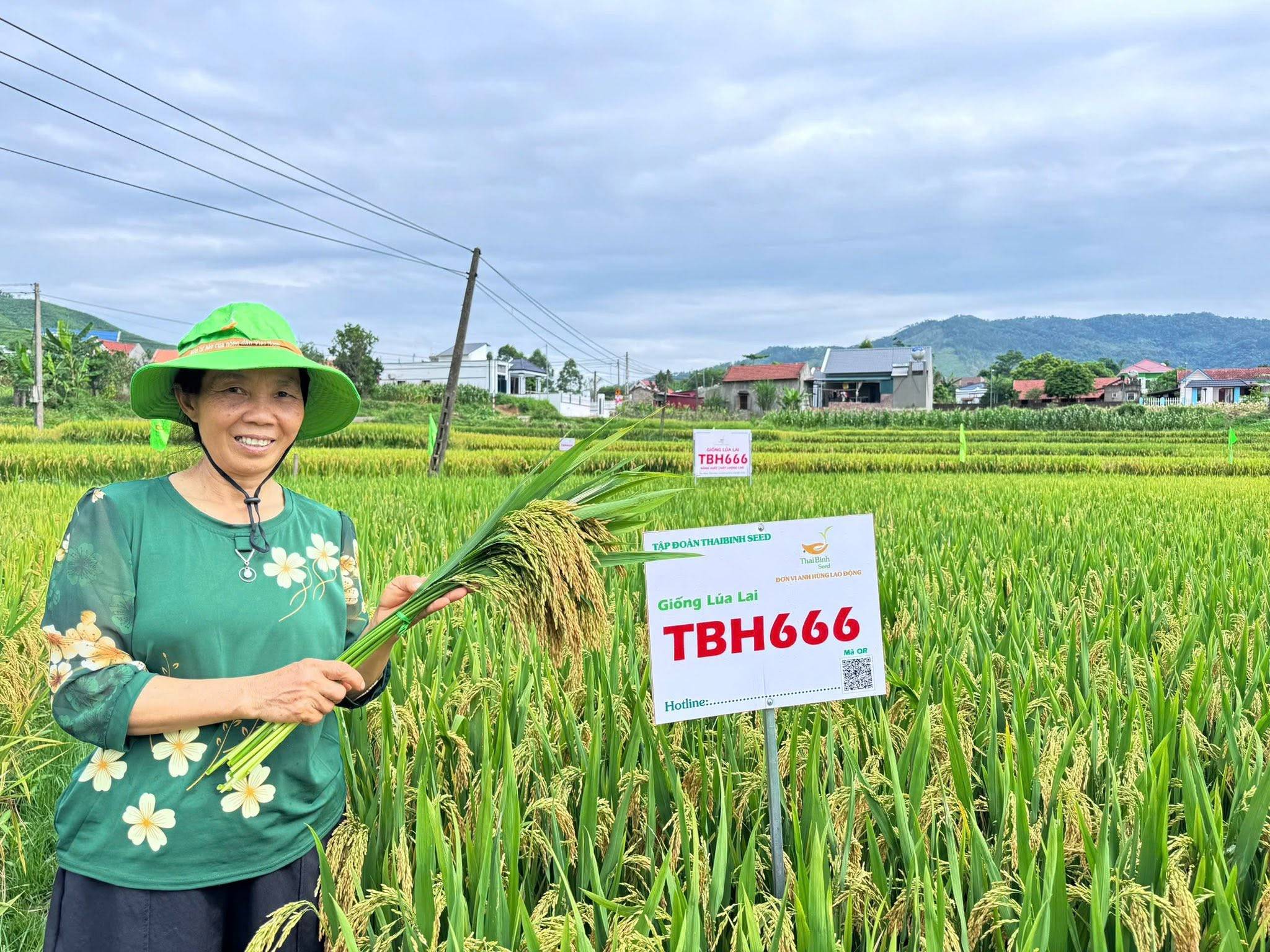 TBH666 – Giống lúa lai mới của ThaiBinh Seed gây chú ý ngay từ vụ khảo nghiệm đầu tiên