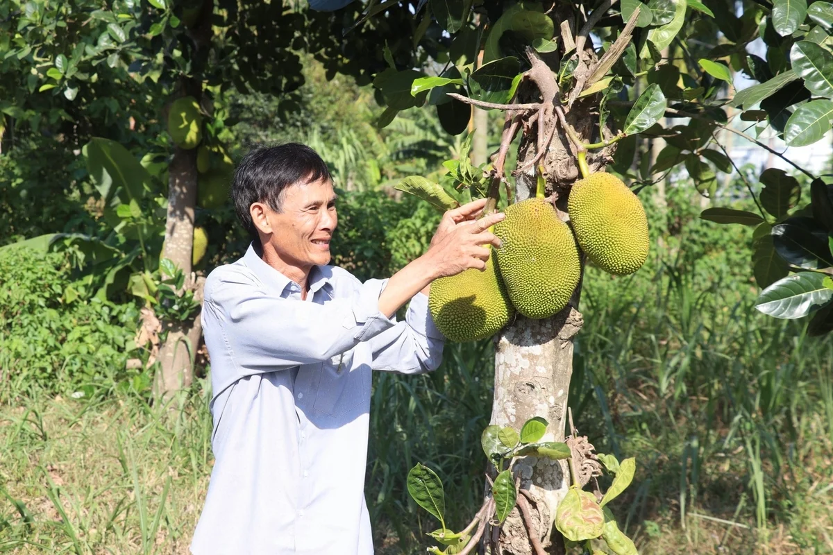 Hợp tác xã Nông nghiệp Đại Quang phát huy vai trò liên kết sản xuất, bao tiêu sản phẩm, góp phần nâng cao thu nhập cho nông dân.