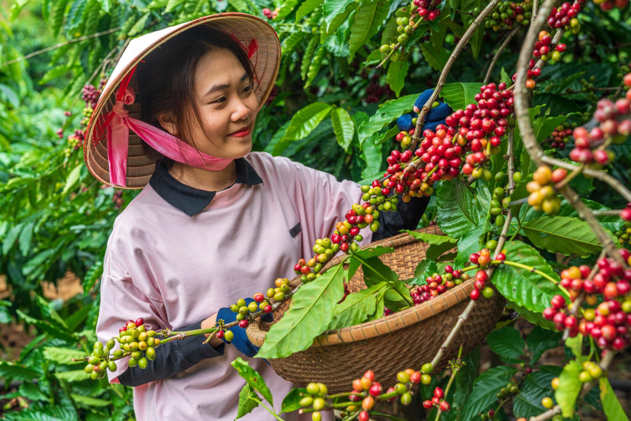 Nông sản nguyên liệu được thu hoạch và tập kết tại vùng sản xuất, chuẩn bị cung ứng cho các nhà máy chế biến.