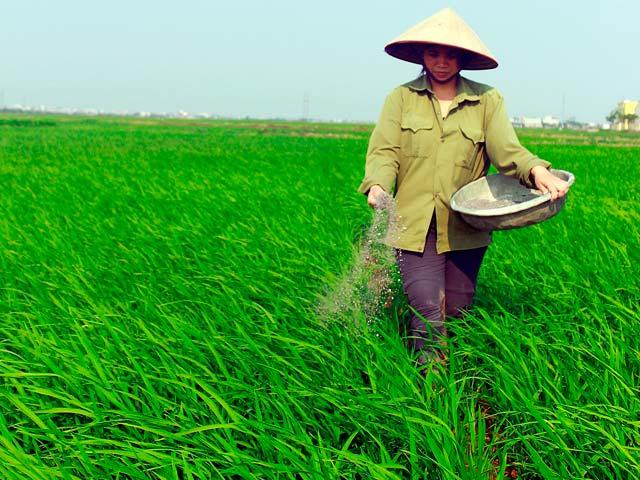 Người dân sử dụng vật tư nông nghiệp trong sản xuất. Chi phí đầu vào tăng khiến giá nguyên liệu cung cấp cho doanh nghiệp chế biến chịu nhiều biến động.