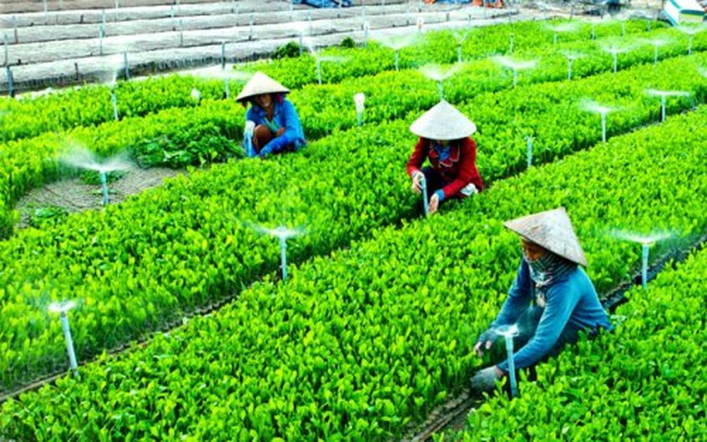 Hợp tác xã nông nghiệp đang đóng vai trò quan trọng trong việc kết nối nông dân với doanh nghiệp và thị trường tiêu thụ.