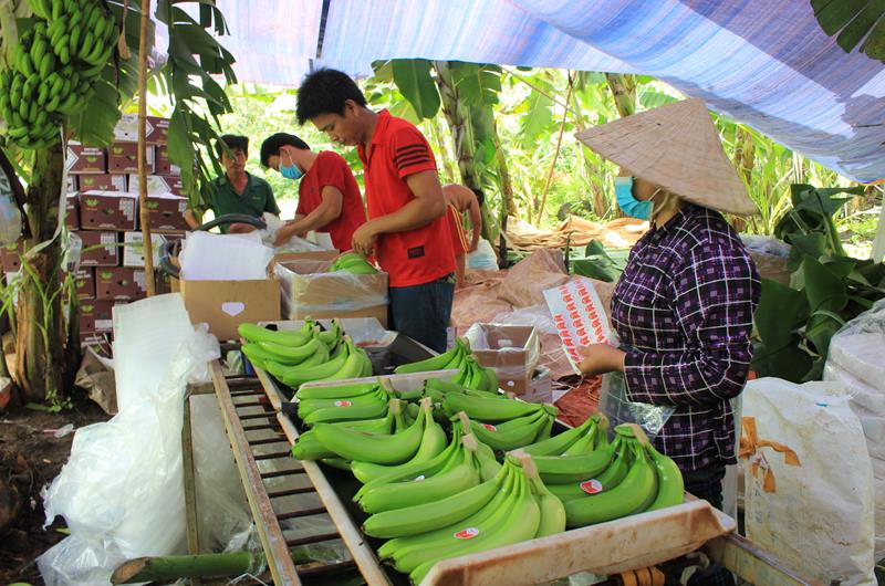 Nhiều hợp tác xã đã tổ chức sản xuất theo tiêu chuẩn VietGAP, giúp nâng cao chất lượng và giá trị nông sản.