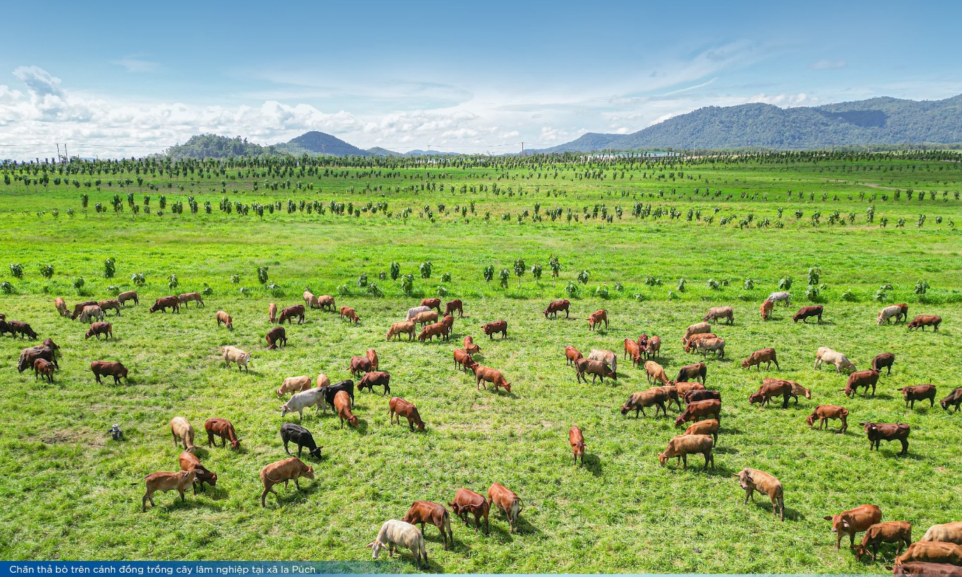 THACO AGRI: Khi nông nghiệp được vận hành bằng tư duy công nghiệp