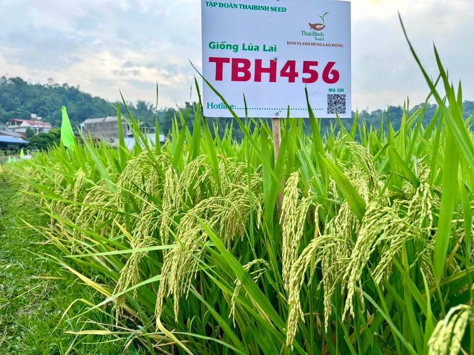 ThaiBinh Seed khẳng định vị thế với bộ đôi lúa lai TBH456 và QL301 đạt năng suất vượt trội