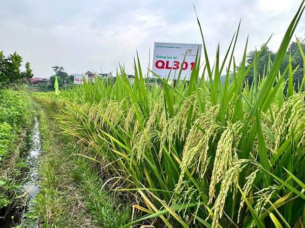 ThaiBinh Seed khẳng định vị thế với bộ đôi lúa lai TBH456 và QL301 đạt năng suất vượt trội