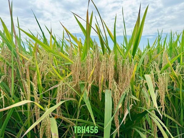 ThaiBinh Seed khẳng định vị thế với bộ đôi lúa lai TBH456 và QL301 đạt năng suất vượt trội