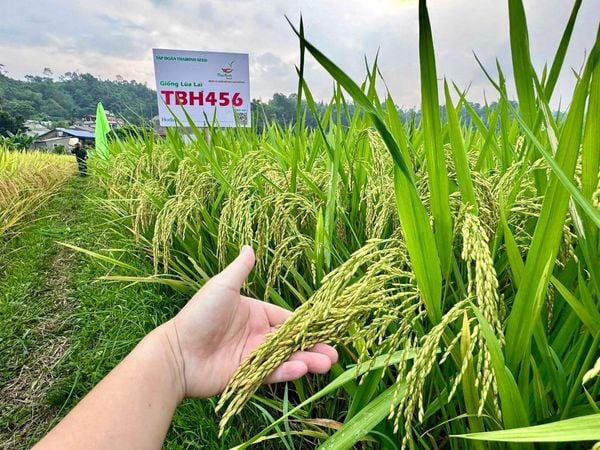 ThaiBinh Seed khẳng định vị thế với bộ đôi lúa lai TBH456 và QL301 đạt năng suất vượt trội